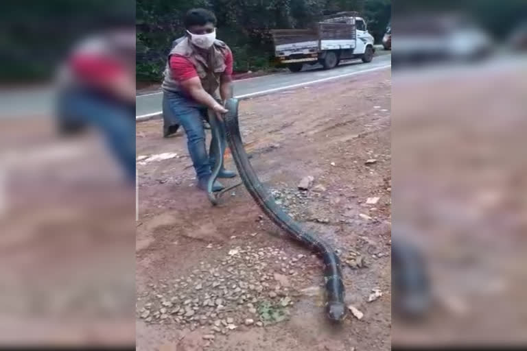 14 feet cobra found, 14 feet cobra found in Kodagu, 14 feet cobra found news, 14 ಅಡಿಯ ಕಾಳಿಂಗ ಸರ್ಪ ಪತ್ತೆ, ಕೊಡಗಿನಲ್ಲಿ 14 ಅಡಿಯ ಕಾಳಿಂಗ ಸರ್ಪ ಪತ್ತೆ, 14 ಅಡಿಯ ಕಾಳಿಂಗ ಸರ್ಪ ಪತ್ತೆ ಸುದ್ದಿ,