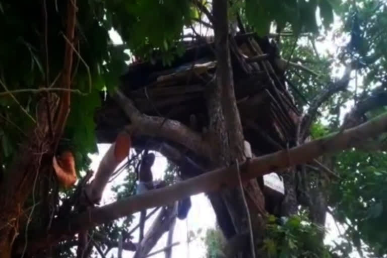 people created scaffolding on the tree due to elephant worried in dharamjaigarh