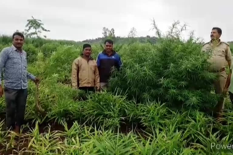 excise police seized marijuanas plants in sangareddy district