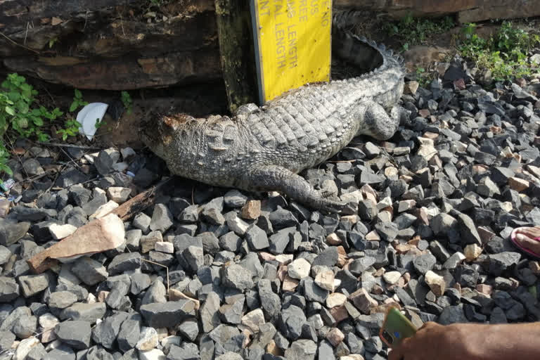 Kota news, Crocodile killed, Mukundara Century