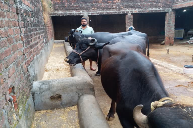 Municipal corporation sent notice to dairy operators