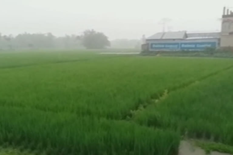 Rains spell doom for farmers in Bengal's Coochbehar