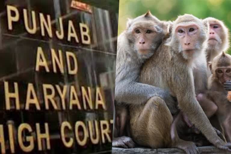haryana punjab high court refuses to allow to kill monkeys