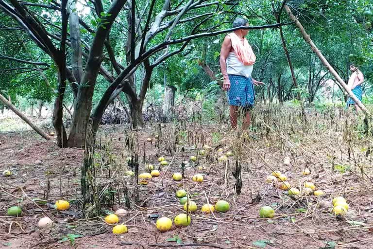 orange farmers facing problem in deogarh