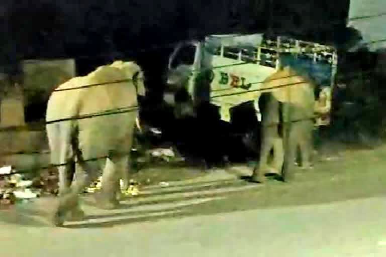 Pair of wild elephants roaming the streets