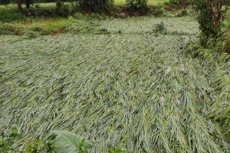 Damage to paddy crop due to heavy rains in Paonta Sahib