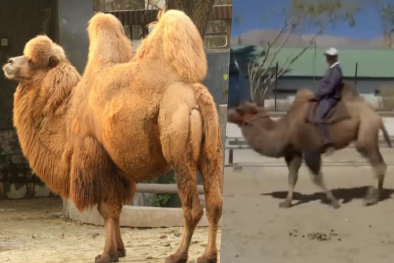 Army to use double-humped camels for transportation, patrolling in Ladakh