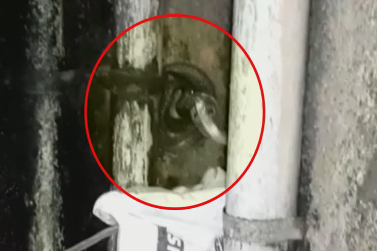 Cobra snake found in Bapu Dham colony of Ghaziabad