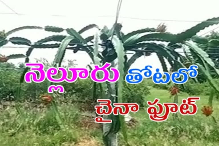 డ్రాగన్ పంట