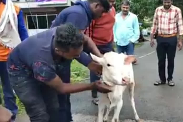 Youths who rescued the calf which fallen into sewers