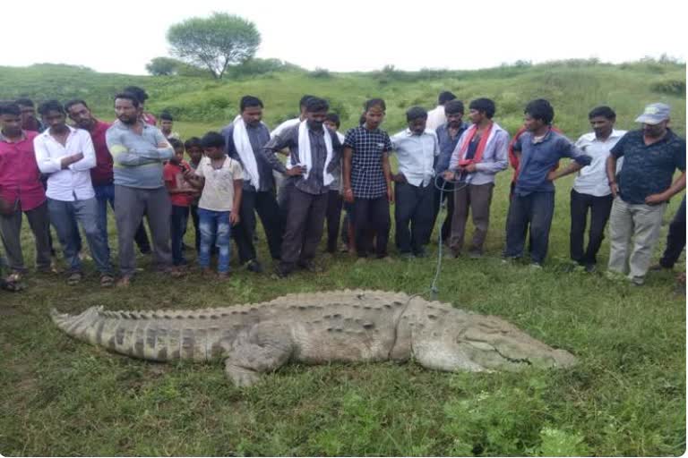 rescues crocodiles in damoh