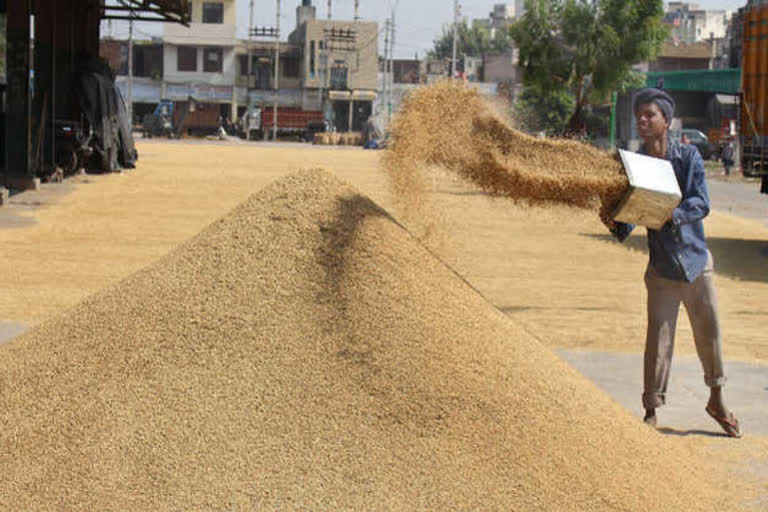 MSP procurement of kharif paddy begins immediately in Punjab and Haryana: Centre