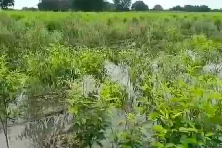 huge loss of agricultural produce due to continuous heavy rain in pathardi taluka at ahmednagar