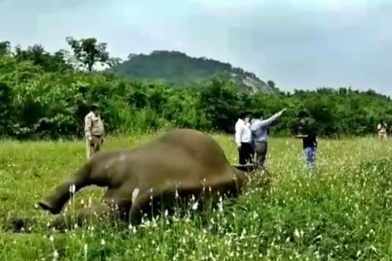 Elephant dies due to electric shock in Mahasamund