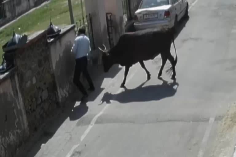 stray cows in ajmer,  stray animal in ajmer