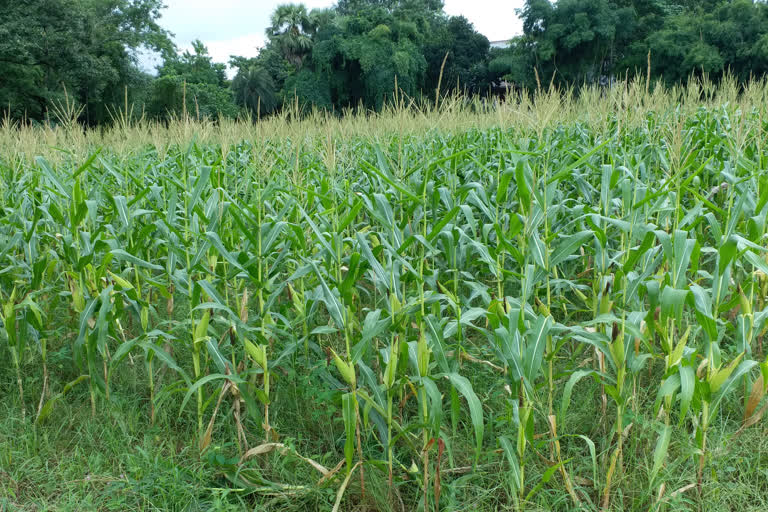 farmers problem raising due to continuous rainfall in dumka, लगातार हो रही बारिश से सब्जियों के साथ-साथ उड़द के पौधों को नुकसान