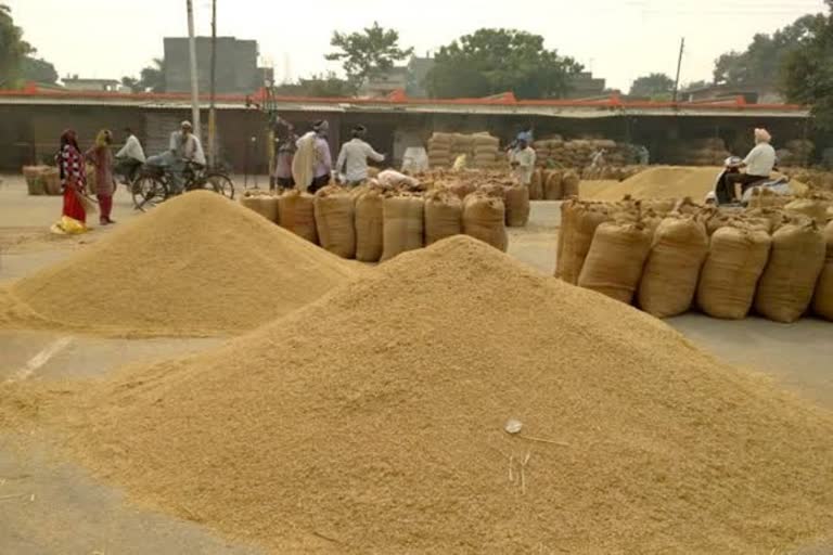 Paddy procurement started in Yamunanagar from 29 September