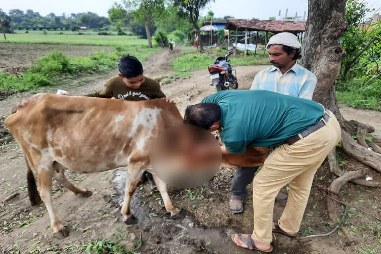 cattles suffering from Lumpy skin