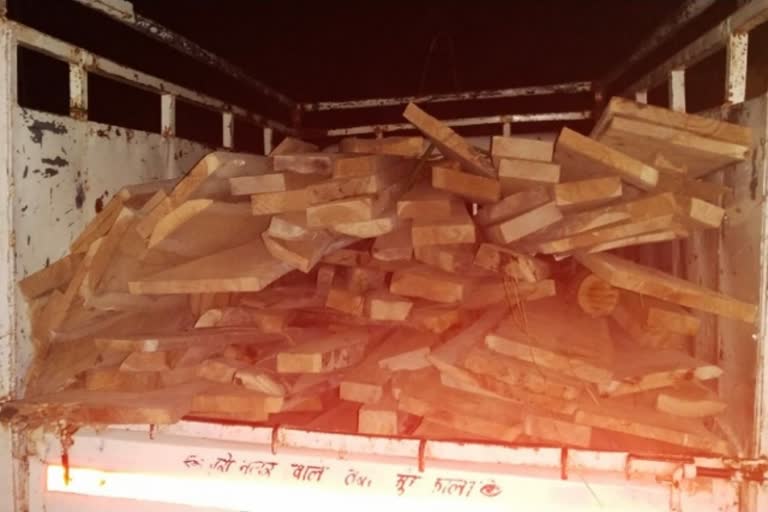 Forest Department seized 115 teak from Sarangarh raigarh