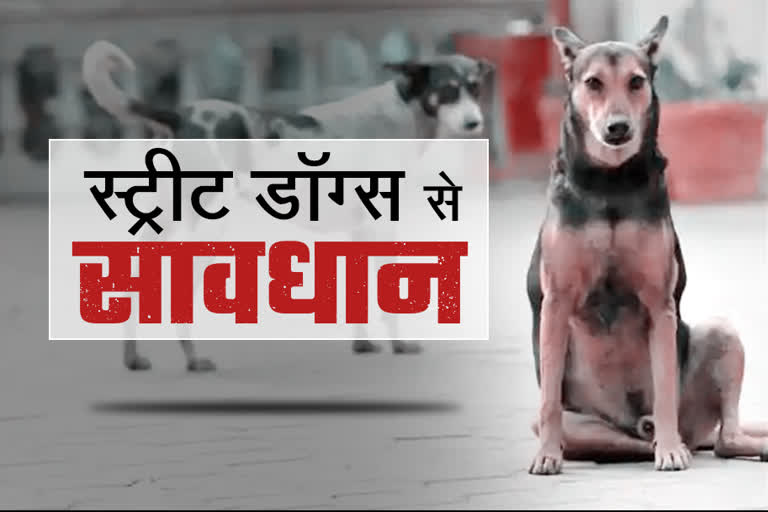 terror-of-stray-dogs-during-rainy-season-in-raipur