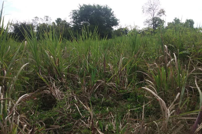 Wild elephants destroying crop