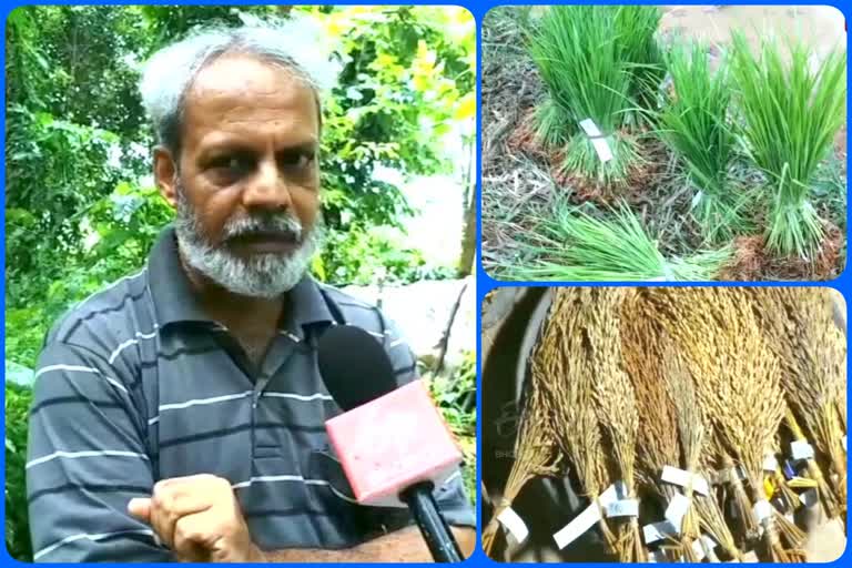 DR DEBAL DEB CONSERVING VARIETIES OF TRADITIONAL RICE CROPS