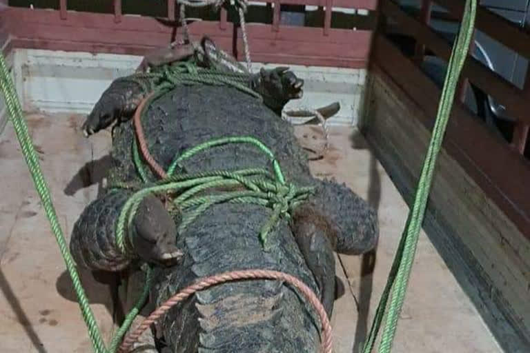 A large crocodile captured in a well in mysore