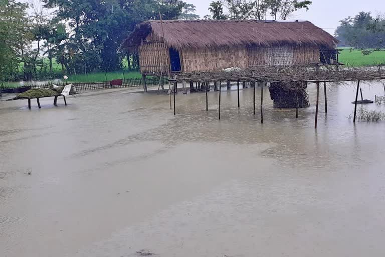 Flood in Teok jorhat assam etv bharat news