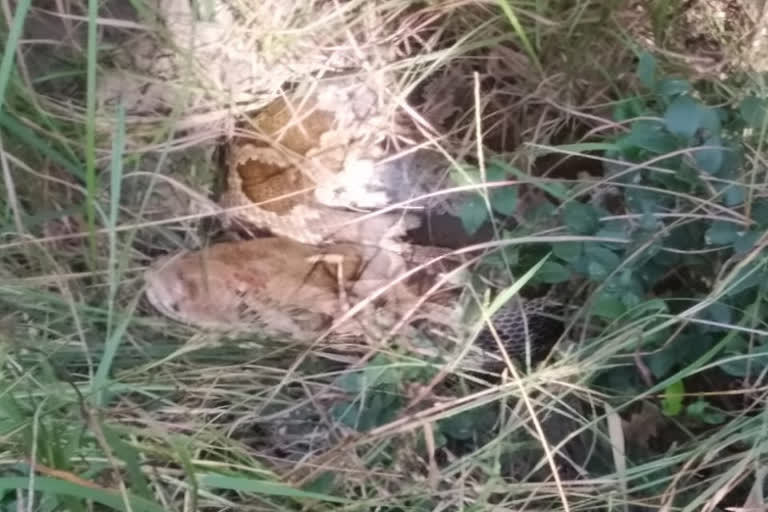 python in  Basadi Kohala