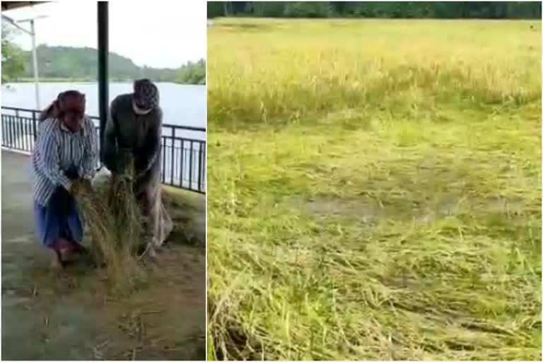 heavy rain affects paddy field kannur  mangalassery field kannur  farmers in crisis  കണ്ണൂരിന്‍റെ നെല്ലറ  'കണ്ണൂരിന്‍റെ നെല്ലറ'യിൽ വെള്ളം കയറുന്നു  കർഷകർ പ്രതിസന്ധിയിൽ