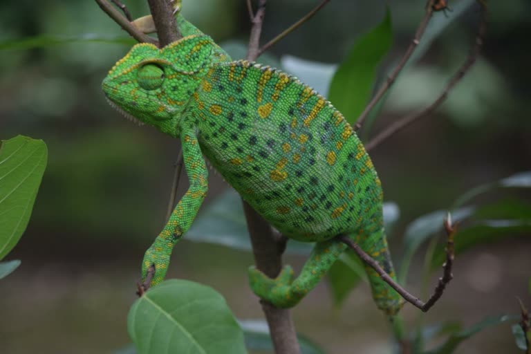 Rare chameleon freed by animal lover in betul