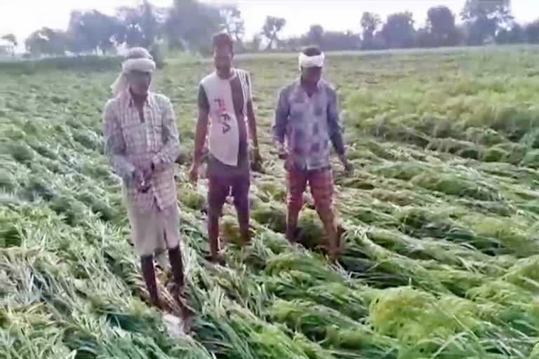 बूंदी में तेज बारिश, बारिश से फसल खराब, Crop deteriorated due to rain