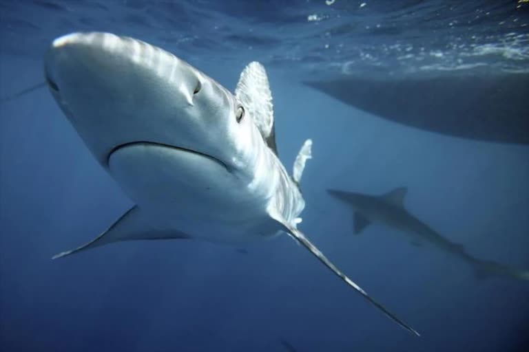 5 lakh sharks to be killed for corona virus vaccine !