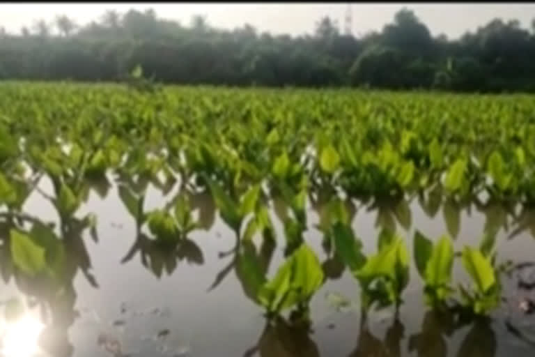 krishna floods at mopidevi