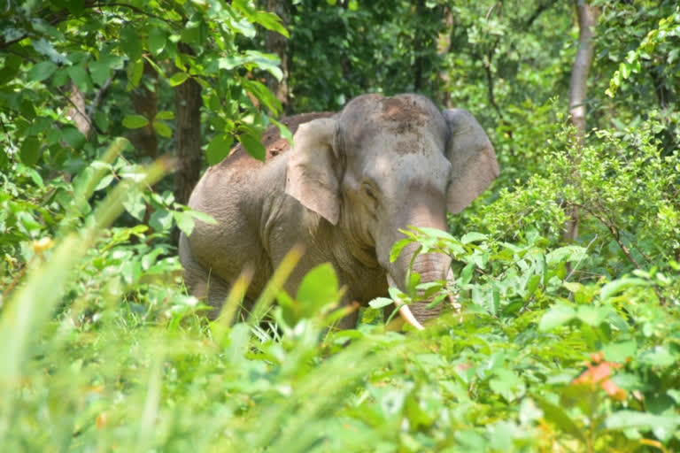 gariaband elephant death