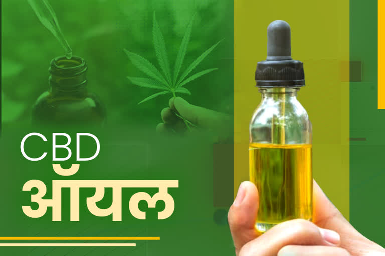 what is cbd oil how much cbd oil is used in chhattisgarh