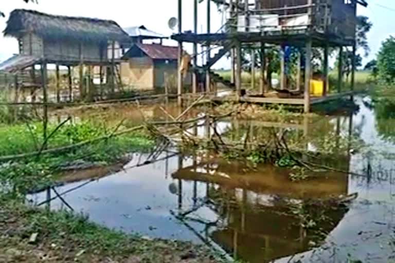 লেজাই-কলাখোৱাত অব্য়াহত বানৰ বিভীষিকা