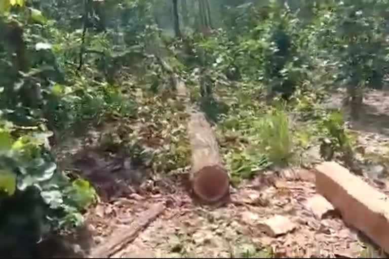 Large scale cutting of Sarai tree under the cover of elephant variance area in surajpur