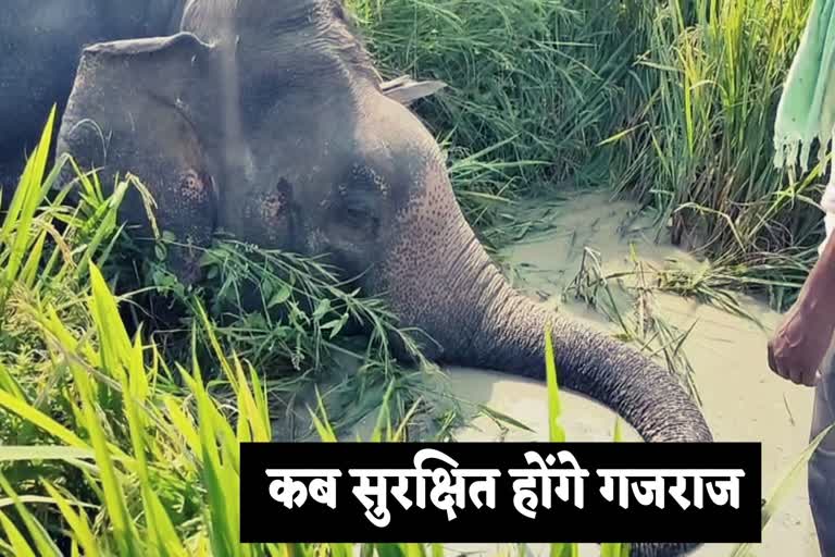 elephant-died-due-to-current-in-gariyaband