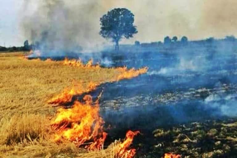 punjab-and-haryana-should-stop-stubble-burning-plea-filed-in-supreme-court