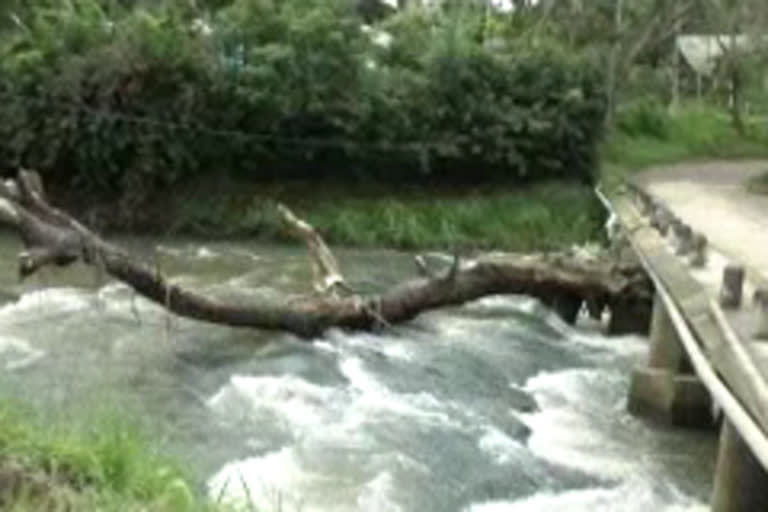 danger  Paramekavu padi  bridge  പെരുമഴ  വന്മരം  അപകടാവസ്ഥയിൽ  പാമ്പാടുംപാറ പഞ്ചായത്ത്