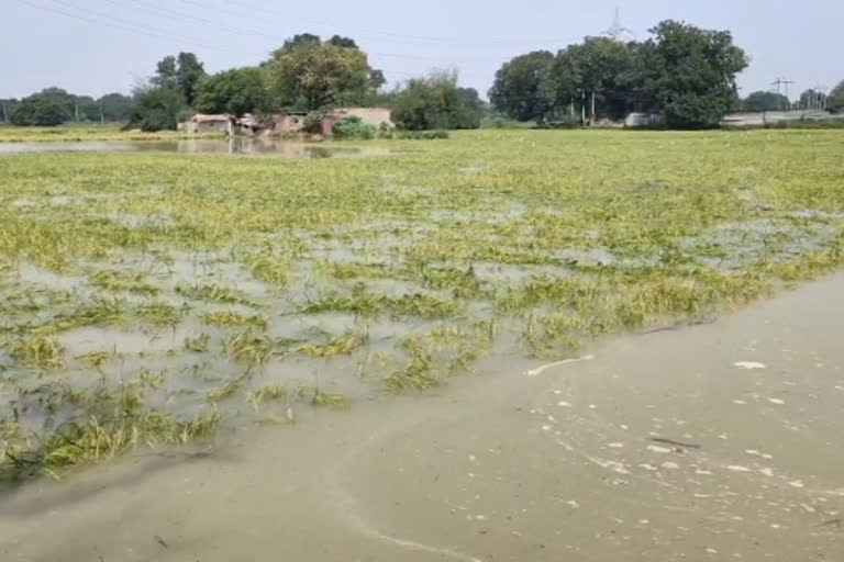 crops immersed in water in kaushambi