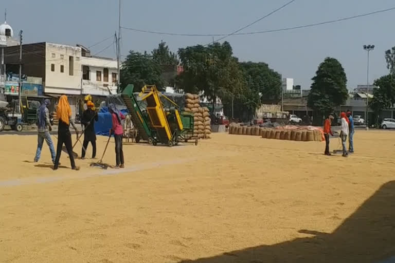 Paddy arrives in Patiala grain market, Farmers and commision agents worried about New agricultural laws