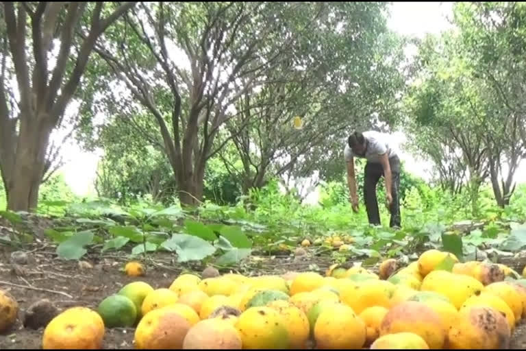 बागेत गळालेले संत्री