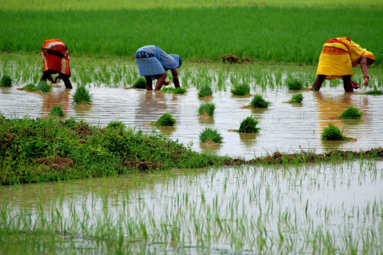 Paddy worth Rs 10.53 cr procured in last 48 hrs; MSP buying begins in all states: Govt