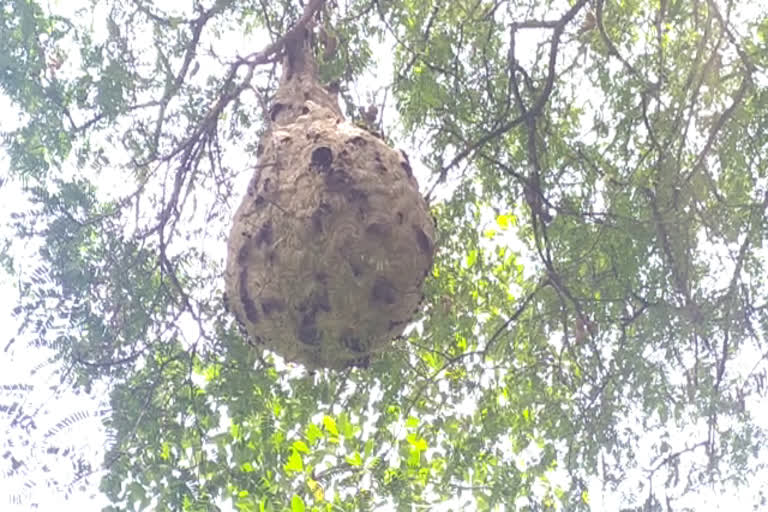 ജനവാസ കേന്ദ്രത്തിന് സമീപം കൂടുകെട്ടിയ മലകൊളവി ജനജീവിതത്തിന് ഭീഷണിയാവുന്നു  കോട്ടയം  കിടങ്ങൂര്‍  മാന്താടി കവല  മലകൊളവി ജനജീവിതത്തിന് ഭീഷണിയാവുന്നു  malakolavi-nests-near-human-settlements-threaten-peoples-lives