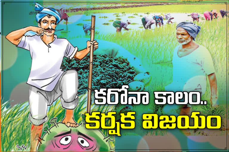 Farmers have been successful in cultivation despite the corona effect in telangana