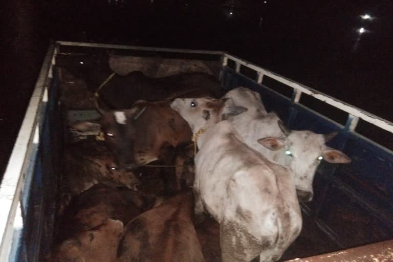 Shalia Bajrang's team raided while smuggling cattle