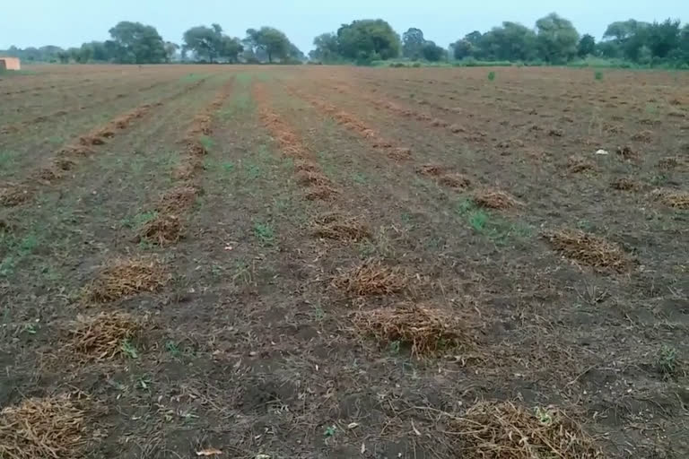 Soybean crop wet in rain