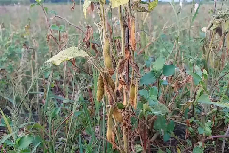 Farmers' soybean crop deteriorated